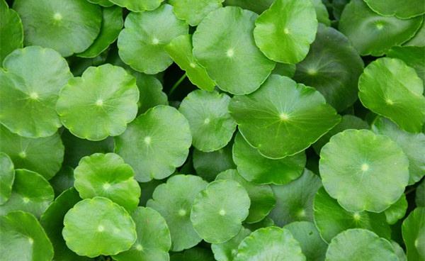 化妝品原料之積雪草提取物介紹