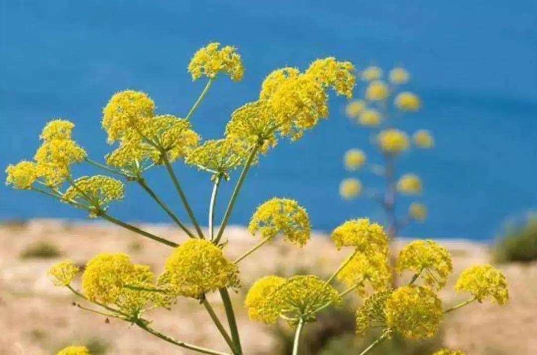 化妝品原料知識之海茴香提取物介紹