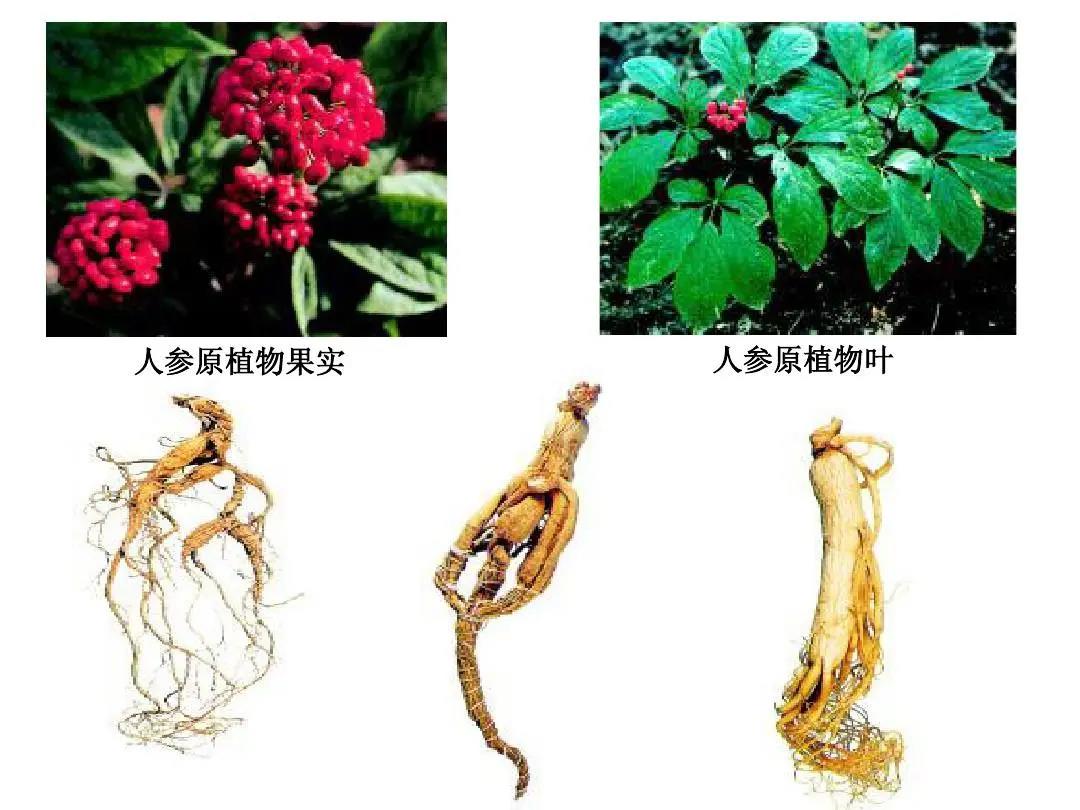 化妝品企業該如何打響“中草藥化妝品”這一民族標簽？